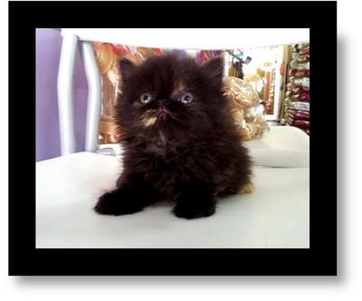 Flat Face Persian Kitten - Persian Cat