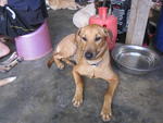 Lucy - Mixed Breed Dog