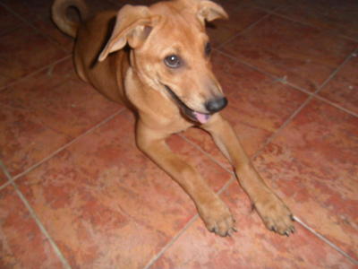 Amy - Mixed Breed Dog