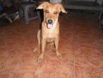 Amy - Mixed Breed Dog