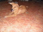 Amy - Mixed Breed Dog