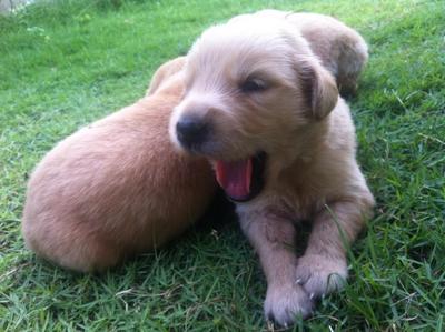 Golden Retriever  - Golden Retriever Dog