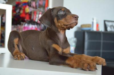 Doberman - Champion Lineage - Doberman Pinscher Dog