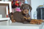 Doberman - Champion Lineage - Doberman Pinscher Dog