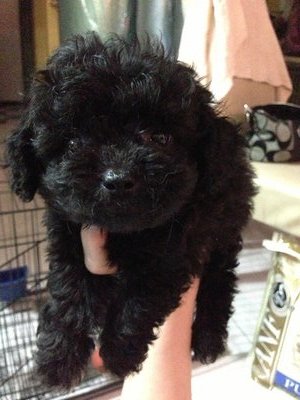 Black Toy Poodle Teddy Bear Look   - Poodle Dog