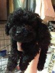 Black Toy Poodle Teddy Bear Look   - Poodle Dog