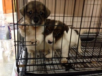  Jack Russell Small Breed Type   - Jack Russell Terrier Dog