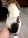  Jack Russell Small Breed Type   - Jack Russell Terrier Dog