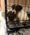  Jack Russell Small Breed Type   - Jack Russell Terrier Dog