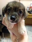  Jack Russell Small Breed Type   - Jack Russell Terrier Dog