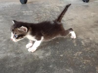 Kittens - Domestic Short Hair Cat