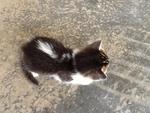 Kittens - Domestic Short Hair Cat