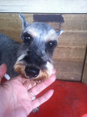 Marsh - Schnauzer Dog