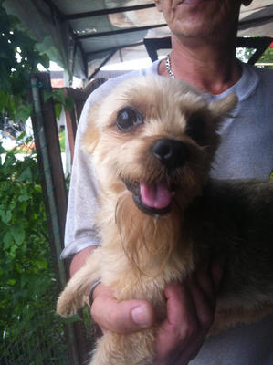 Bosco - Yorkshire Terrier Yorkie Dog