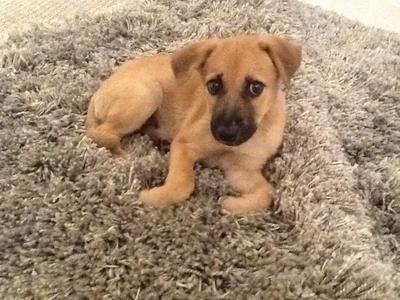 Little Miss Puppy - Mixed Breed Dog