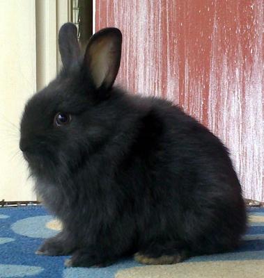 Dwarf Angora Baby Rabbits - Dwarf + Angora Rabbit Rabbit