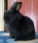 Dwarf Angora Baby Rabbits - Dwarf + Angora Rabbit Rabbit