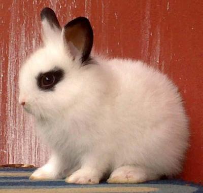 Hotot Dwarf Mix Baby Rabbit - Dwarf + Hotot Rabbit