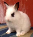 Hotot Dwarf Mix Baby Rabbit - Dwarf + Hotot Rabbit