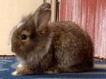 Baby Rabbits Angora - Angora Rabbit Rabbit