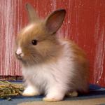 Baby Rabbits Angora - Angora Rabbit Rabbit