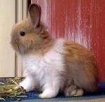 Baby Rabbits Angora - Angora Rabbit Rabbit