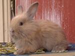 Baby Rabbits Angora - Angora Rabbit Rabbit