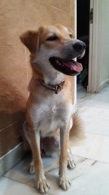 Nanako - Mixed Breed Dog