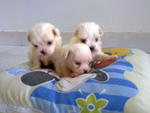 Maltese Puppies For Sale! - Maltese Dog