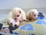 Maltese Puppies For Sale! - Maltese Dog