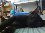 Sleeping Salem