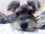 Lewis - Schnauzer Dog