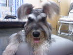 Lewis - Schnauzer Dog