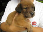 my sister (photo no.5 onwards) still available fo adoption, she's cute as well