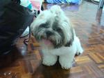 Boyboy - Shih Tzu Dog