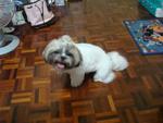 Boyboy - Shih Tzu Dog