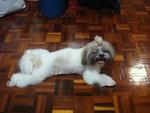 Boyboy - Shih Tzu Dog