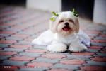 Cash - Shih Tzu Dog