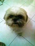 Ah Boy - Shih Tzu Dog