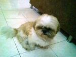 Ah Boy - Shih Tzu Dog