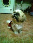 Ah Boy - Shih Tzu Dog