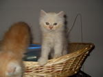 Reddy (Sold) - Siberian + Domestic Long Hair Cat