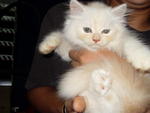 Reddy (Sold) - Siberian + Domestic Long Hair Cat