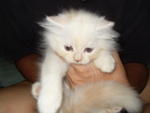 Reddy (Sold) - Siberian + Domestic Long Hair Cat