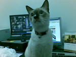 Mamu  - Siamese + Snowshoe Cat