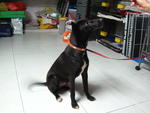 Pepsi - Mixed Breed Dog