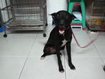 Pepsi - Mixed Breed Dog