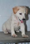 Winter - Golden Retriever Mix Dog