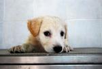 Winter - Golden Retriever Mix Dog