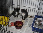 Checks &amp; Tux - Domestic Short Hair + Tuxedo Cat